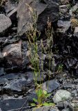 Rumex lapponicus