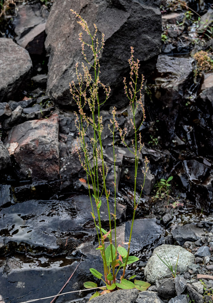 Изображение особи Rumex lapponicus.