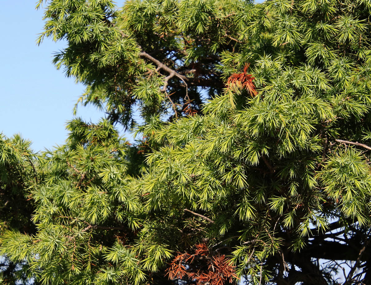 Изображение особи Juniperus deltoides.