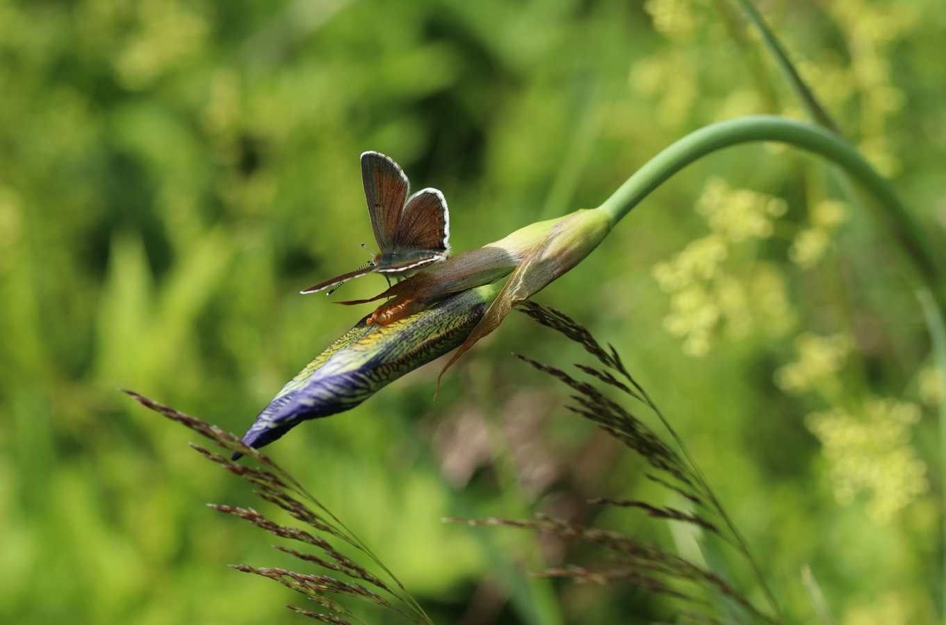 Image of Iris sibirica specimen.