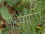 Vicia elegans. Лист. Крым, Южный Берег, южн. склон горы Аю-Даг, возле туристической тропы. 25.05.2024.