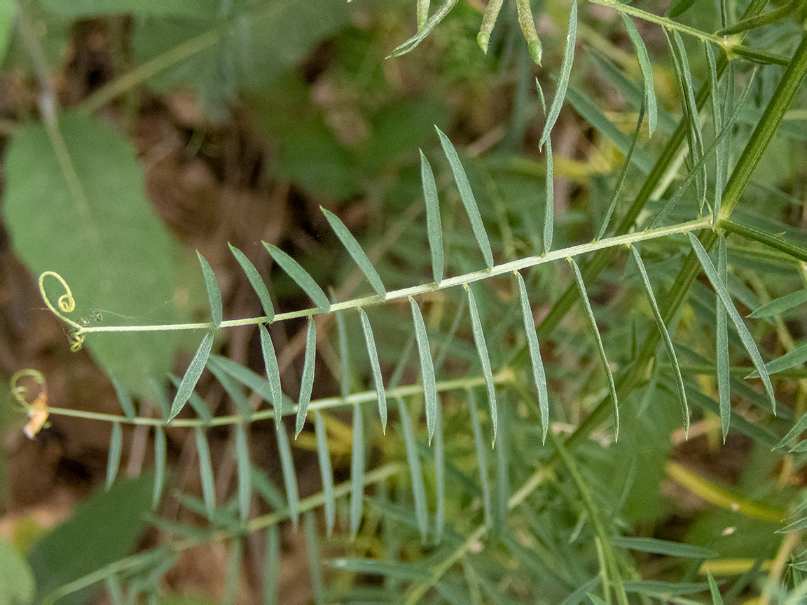 Image of Vicia elegans specimen.