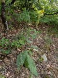 Verbascum spectabile