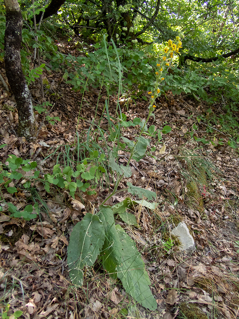 Image of Verbascum spectabile specimen.