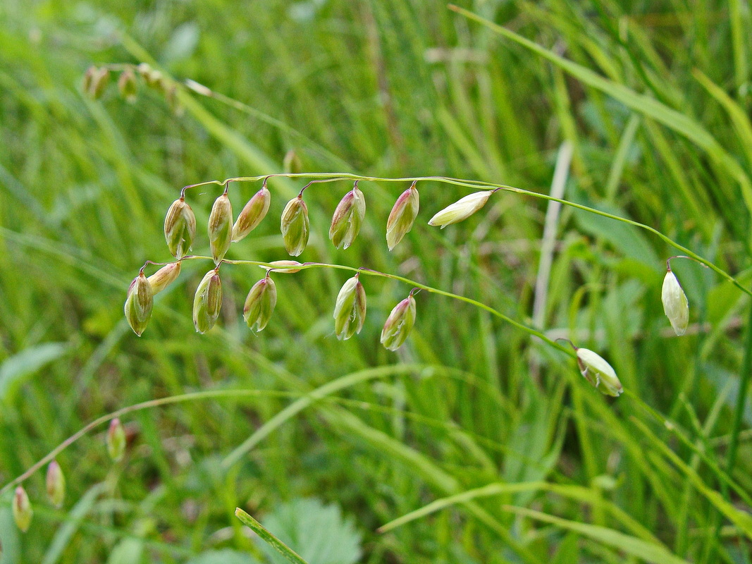 Image of Melica nutans specimen.