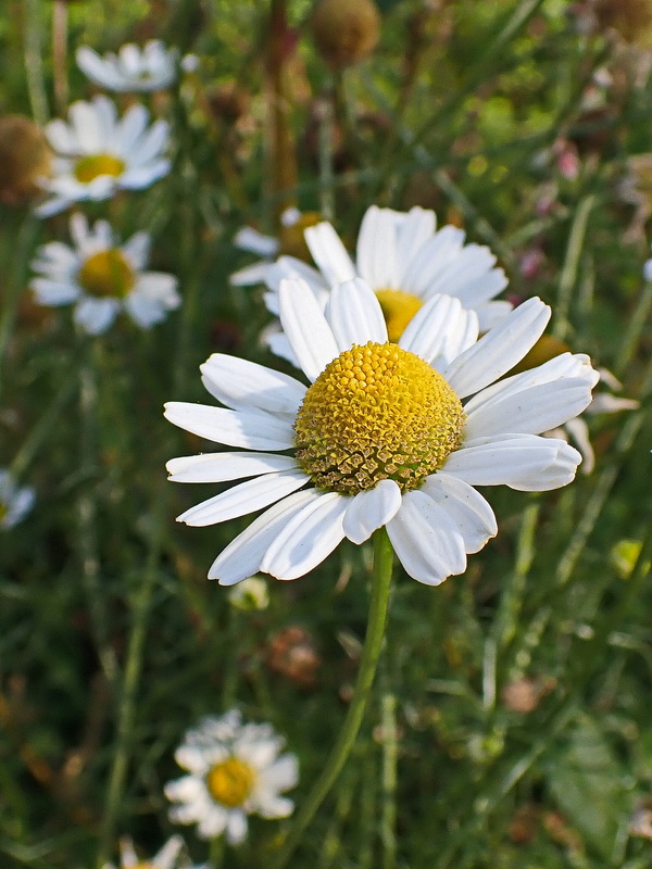 Image of Tripleurospermum inodorum specimen.