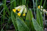 Primula macrocalyx. Соцветие и верхушки листьев. Брянская обл., г. Брянск, долина р. Десна, опушка широколиственного леса. 02.05.2024.