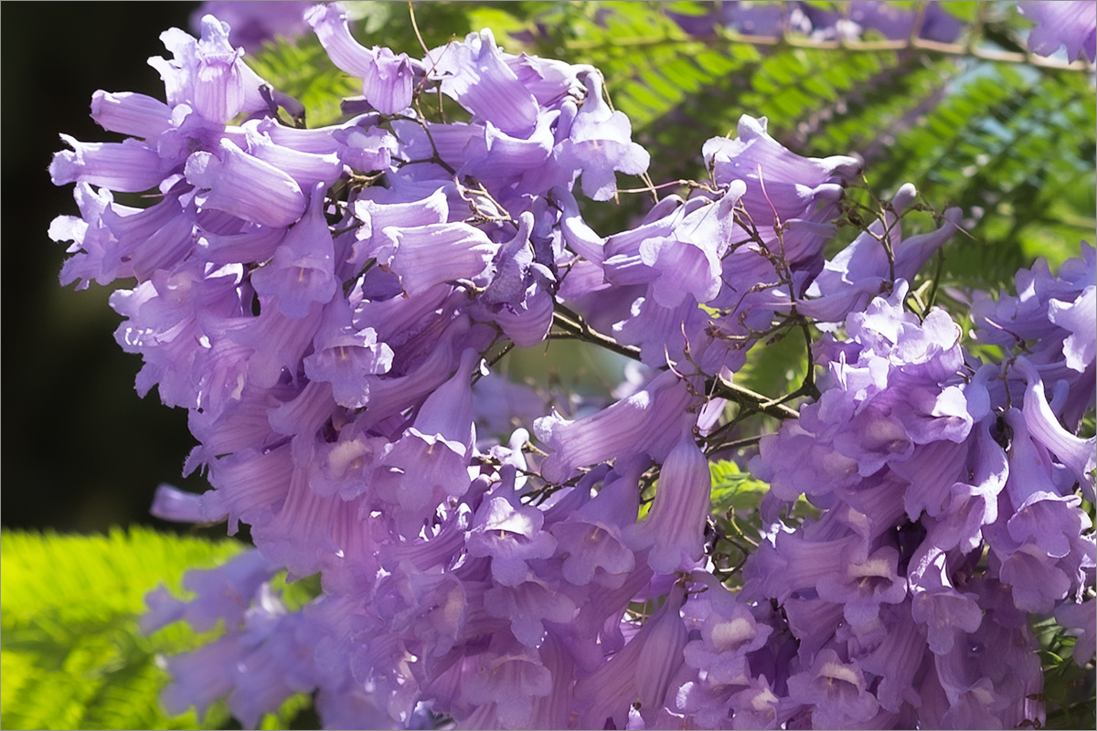 Изображение особи Jacaranda mimosifolia.