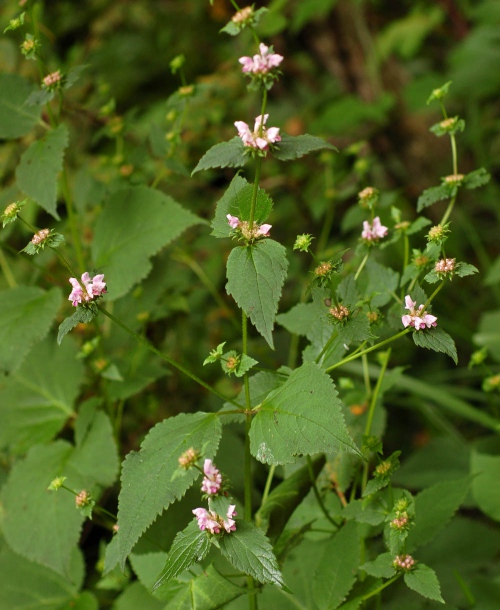 Image of Phlomoides maximowiczii specimen.