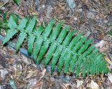 Dryopteris filix-mas