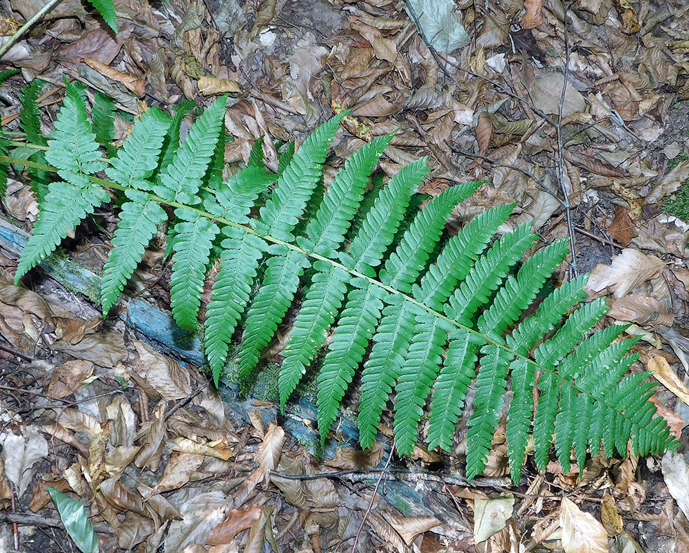 Изображение особи Dryopteris filix-mas.