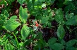 Rubus saxatilis. Плодоносящее растение. Вологодская обл., Кирилловский р-н, окр. с. Горицы, гора Маура, смешанный лес. 12.07.2024.