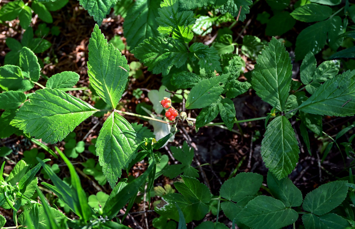 Изображение особи Rubus saxatilis.