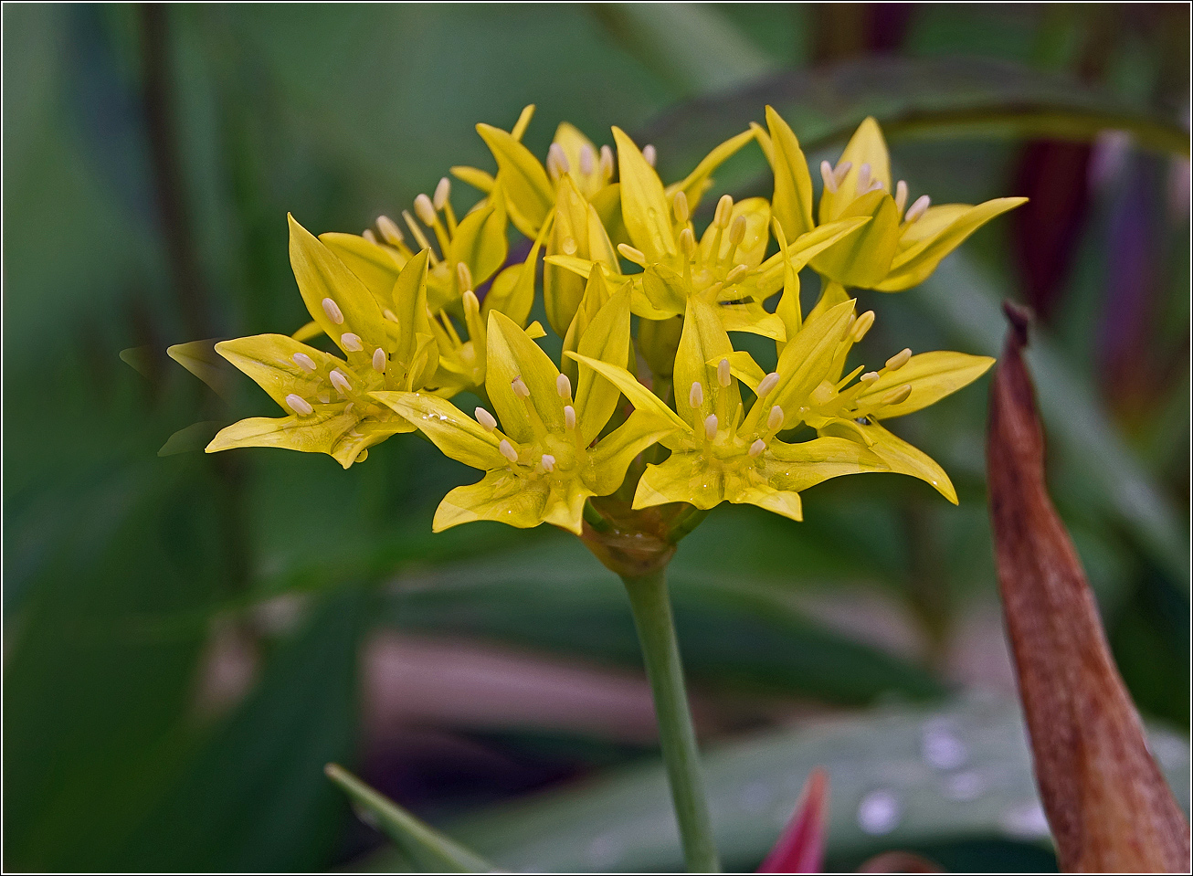 Image of Allium moly specimen.