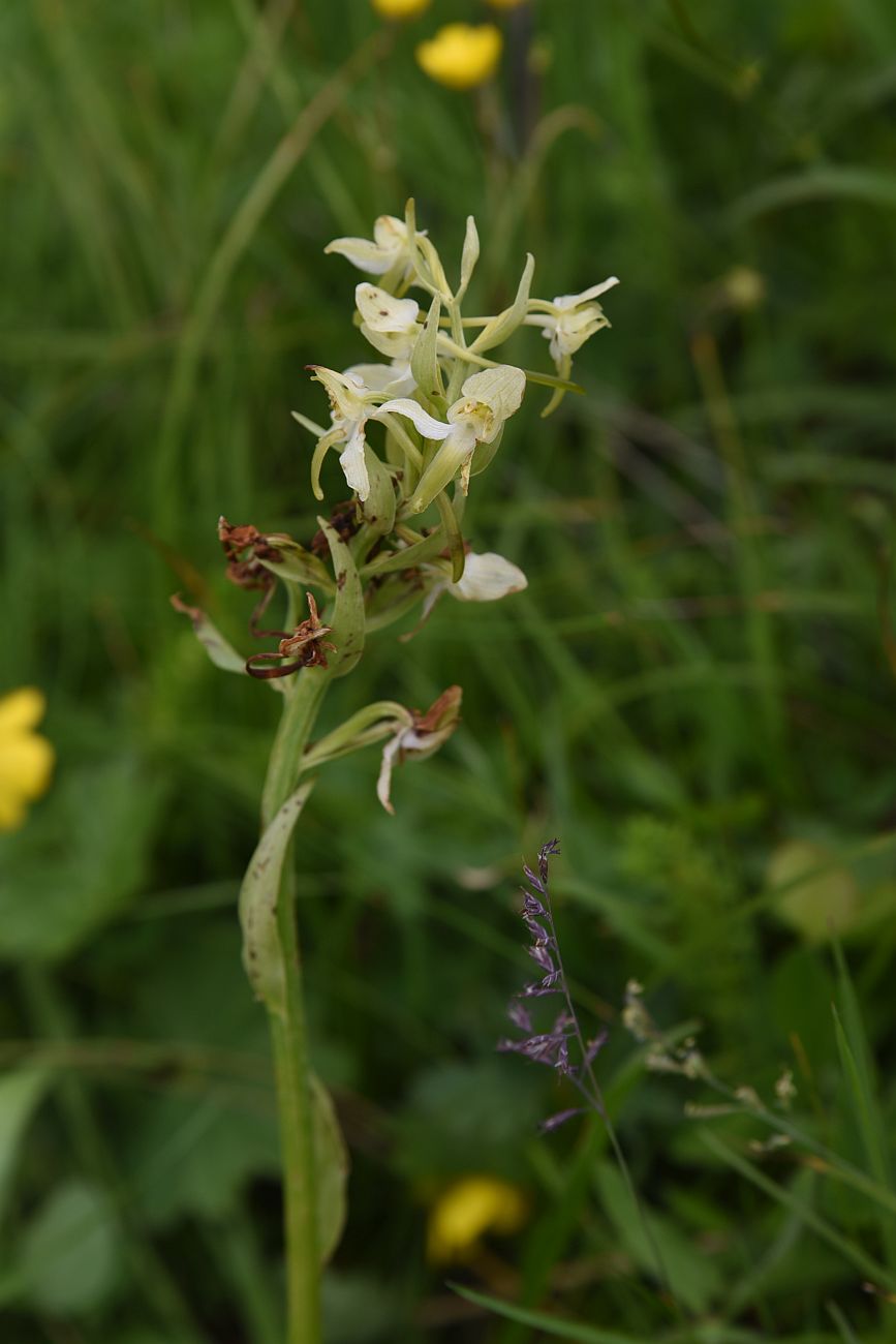 Изображение особи Platanthera chlorantha.