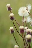 Erigeron uralensis. Соплодия. Беларусь, Витебская обл., окр. пос. Езерище, выкашиваемый суходольный луг. 18.07.2024.