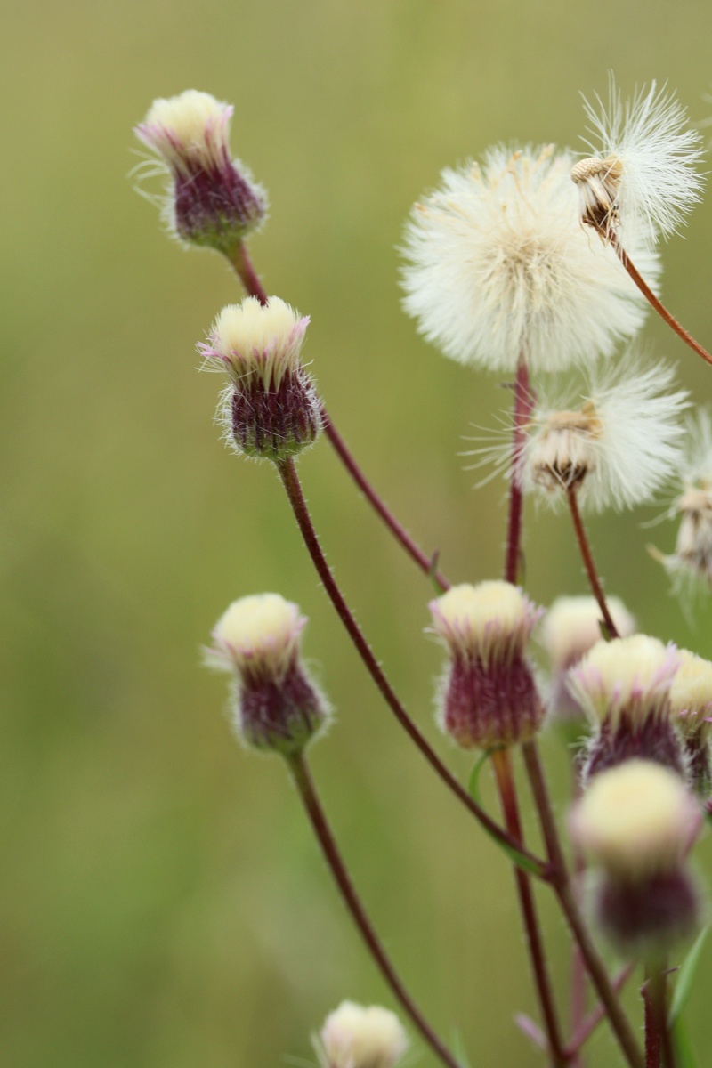 Изображение особи Erigeron uralensis.