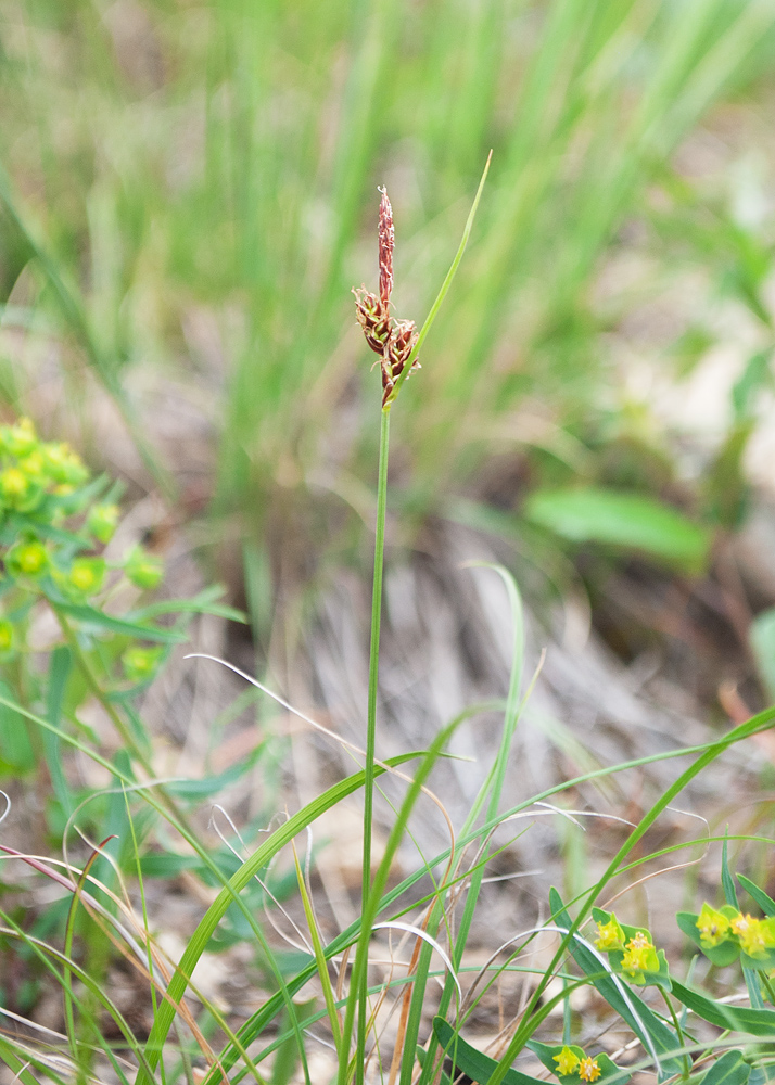 Изображение особи Carex supina.