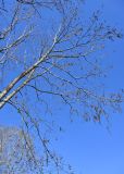 View full-size image Hovenia dulcis