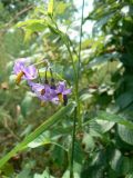 View full-size image Solanum kitagawae