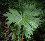 Смотреть изображение Aconitum septentrionale