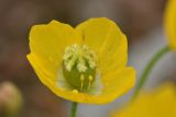 View full-size image Papaver microcarpum