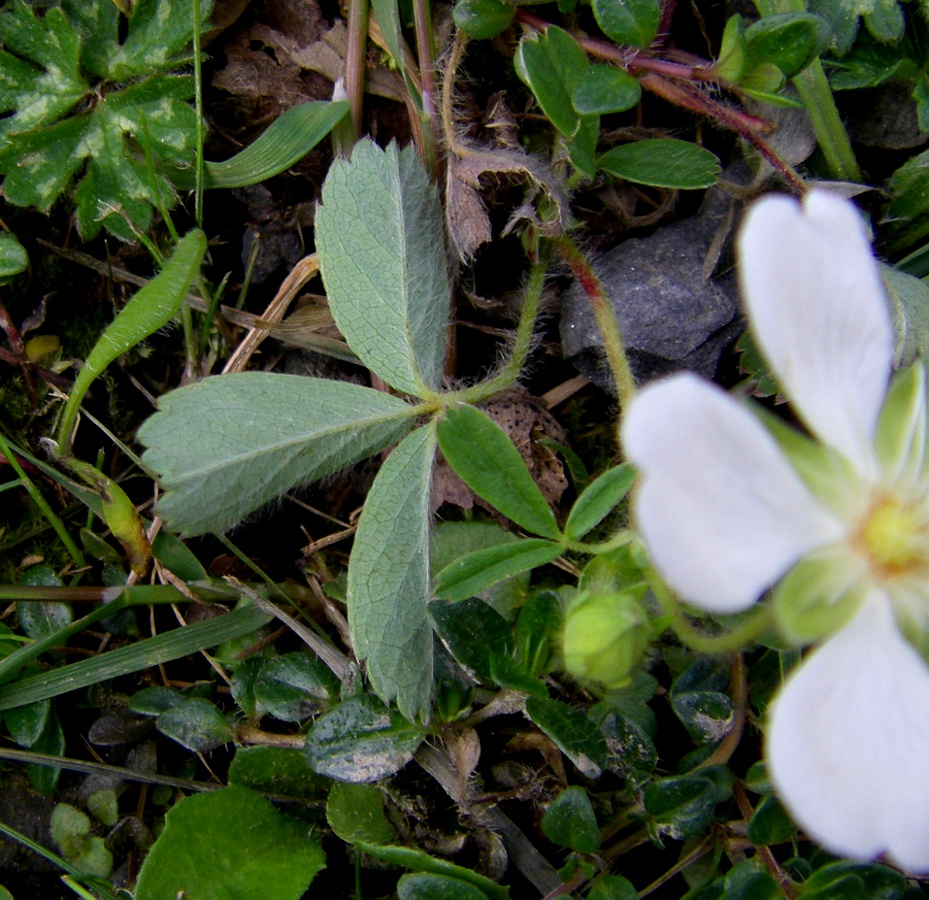 Изображение особи Potentilla montana.