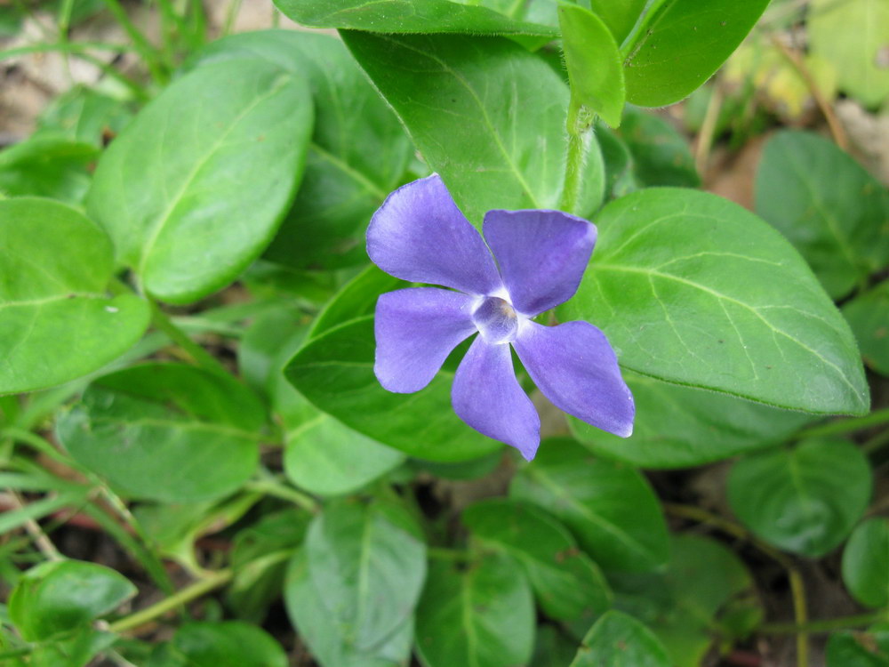 Изображение особи Vinca pubescens.