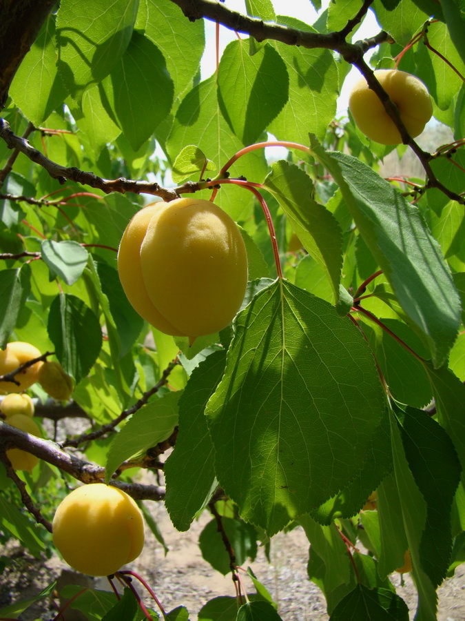 Image of Armeniaca vulgaris specimen.