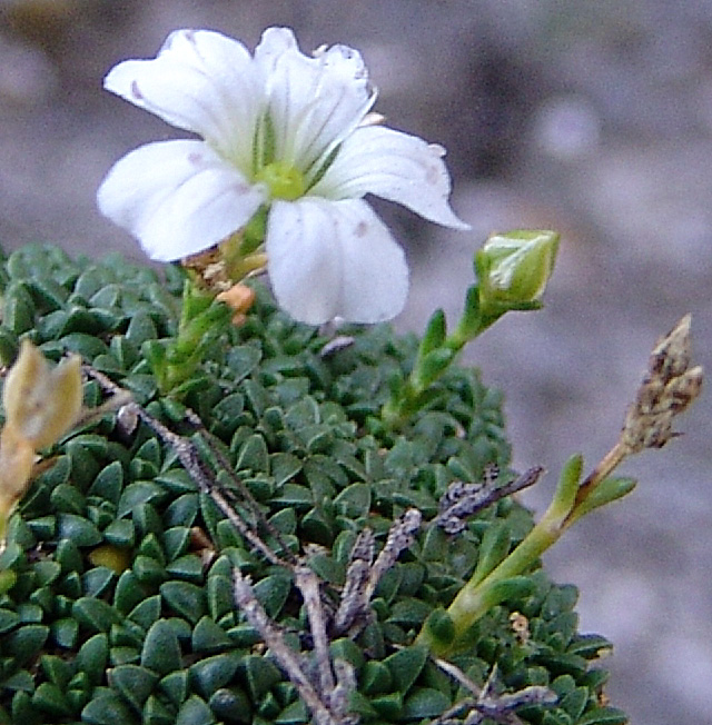 Image of Gypsophila imbricata specimen.