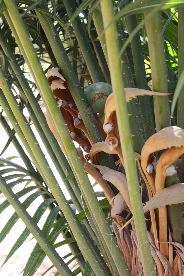 Image of Cycas thouarsii specimen.