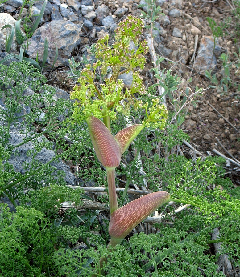 Изображение особи Ferula tenuisecta.