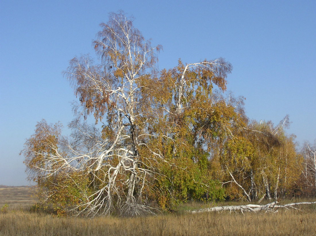 Image of Betula pendula specimen.