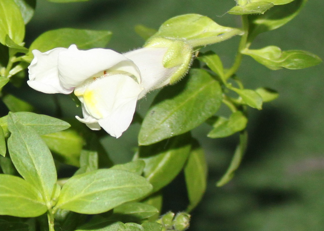 Изображение особи Antirrhinum hispanicum.