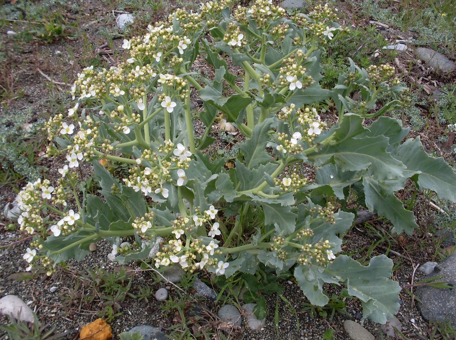 Изображение особи Crambe maritima.