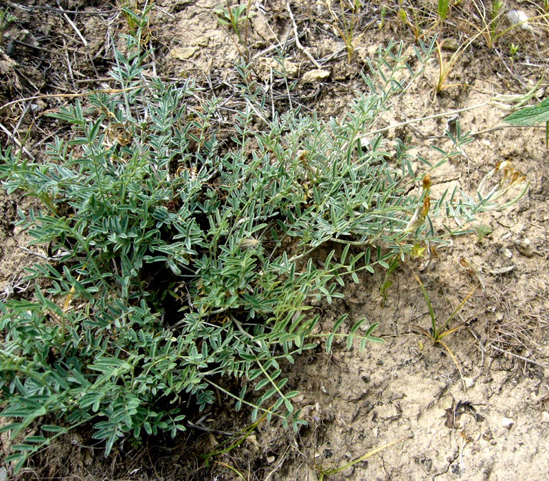 Image of Astragalus juratzkanus specimen.