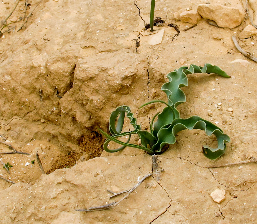 Image of Tulipa systola specimen.