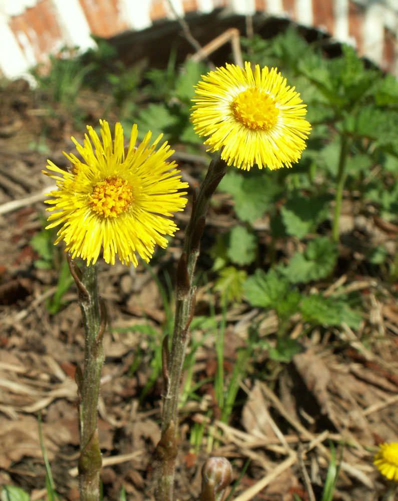 Image of Tussilago farfara specimen.