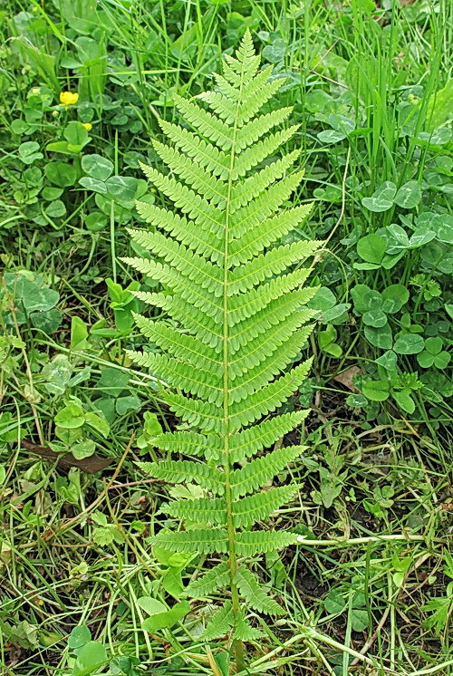 Image of genus Osmundastrum specimen.