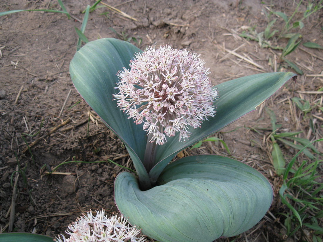 Image of Allium karataviense specimen.