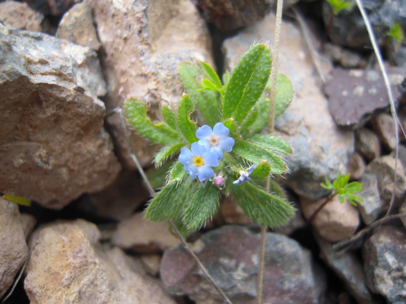 Image of Trigonocaryum involucratum specimen.