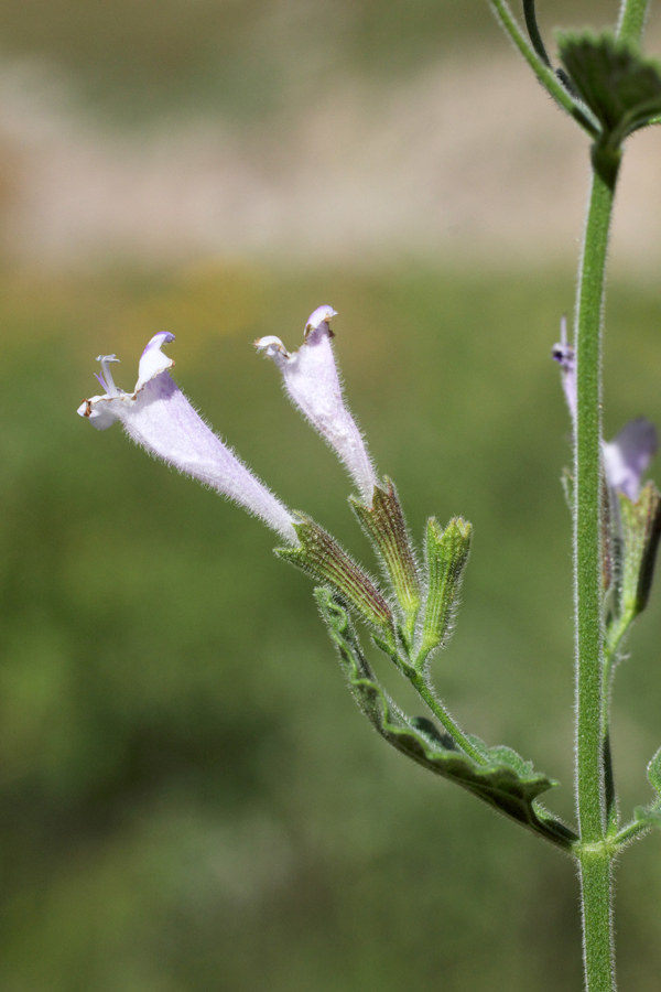 Изображение особи Lophanthus tschimganicus.