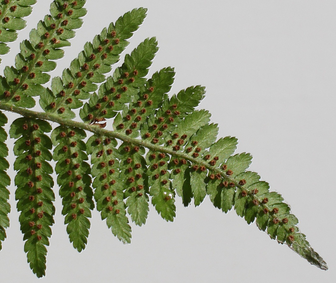 Image of Dryopteris filix-mas specimen.