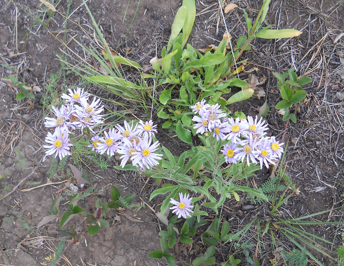 Image of Aster amellus specimen.