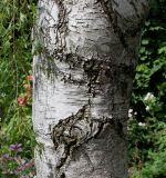 Betula pendula форма dalecarlica. Нижняя часть ствола взрослого дерева. Германия, г. Krefeld, в ботаническом саду. 31.07.2012.
