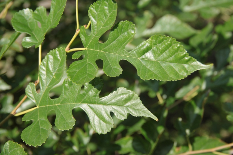 Image of Morus alba specimen.