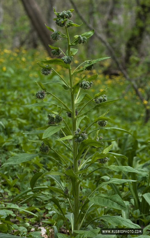 Image of Solenanthus biebersteinii specimen.