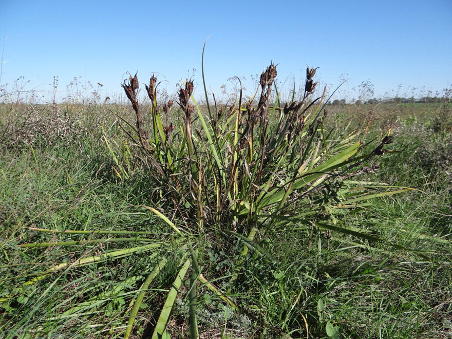 Image of Iris halophila specimen.