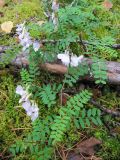 Vicia sylvatica