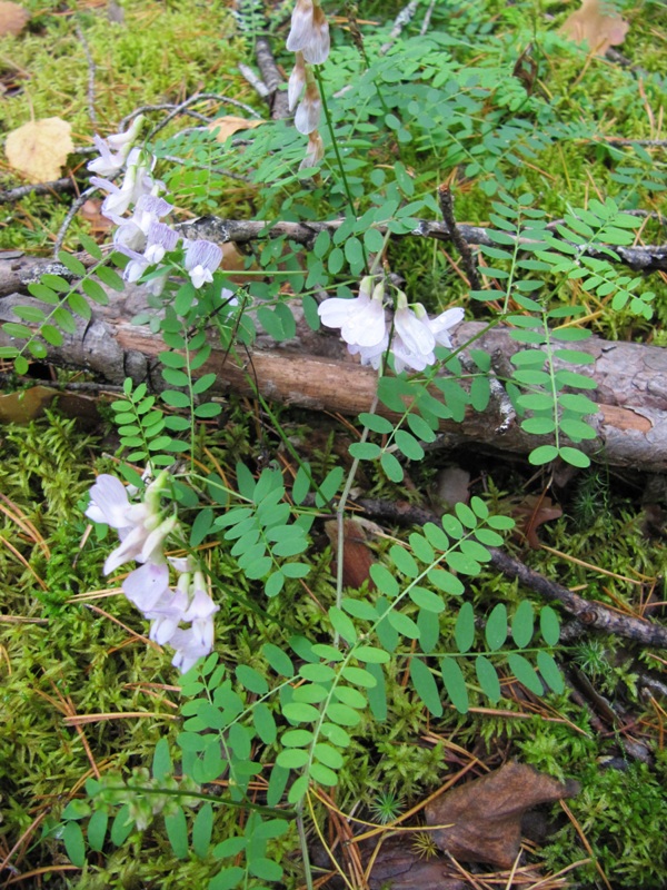 Image of Vicia sylvatica specimen.